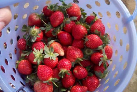 【仙葫草莓园】