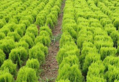 苗圃场名字大全 好听的苗木公司名称