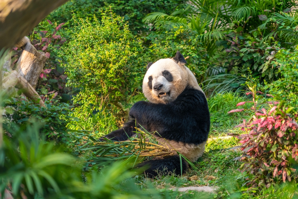 成都必去景点1:成都大熊猫繁育研究基地