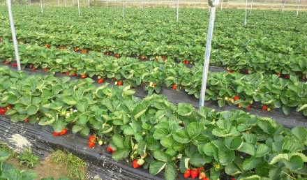 【胤龙草莓园】