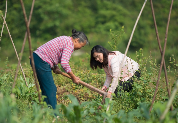 綦江区税务局派驻金钗村第一书记严风麟（右一）帮助村民抢时耕种。重庆市税务局供图