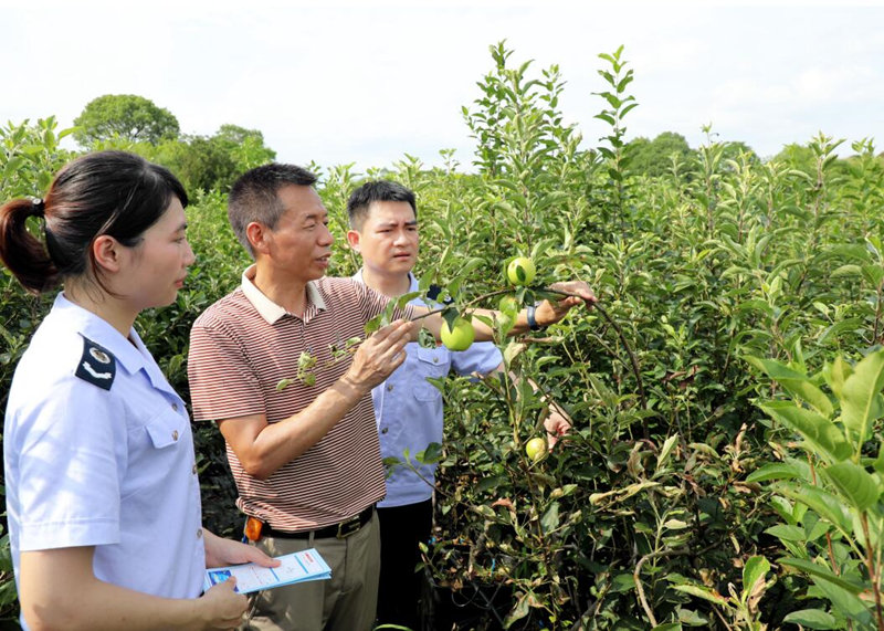 衡阳市石鼓区税务局“税惠助农”小分队将税费优惠政策送到湖南蓝美文化旅游发展有限公司的种植基地，共护“蔬果飘香”。受访单位供图