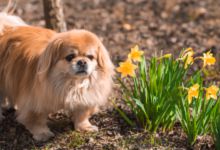 京巴犬适合取什么名字 给京巴犬取个幸运的名字